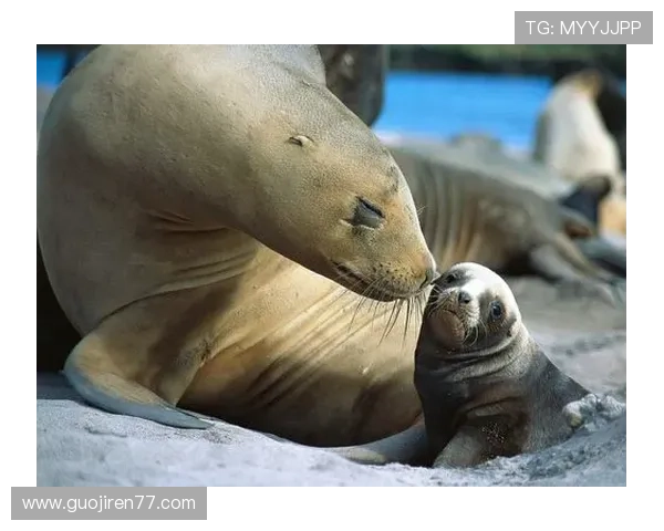动物世界开奖结果电视直播精彩画面